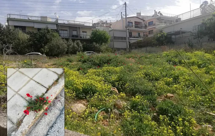 Άνθηση Φύσης στην Πόλη